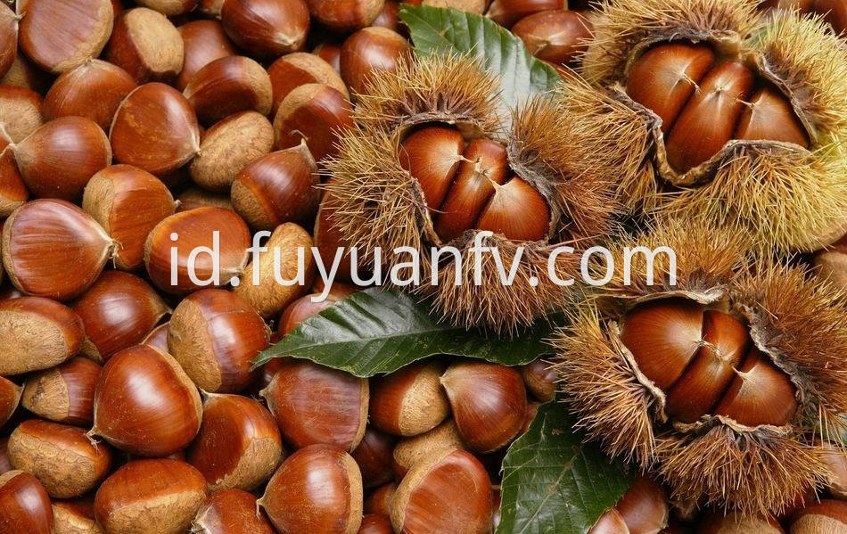 Fresh Chestnut 22